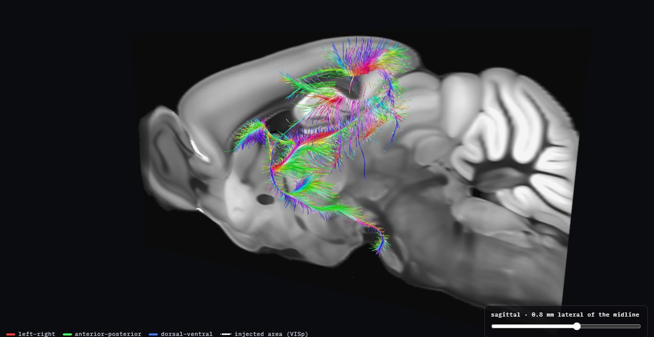 Fibre paths from a visual-cortex tracer injection over a sagittal slice of the Allen average mouse brain